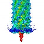 A three-dimensional model of pyocin