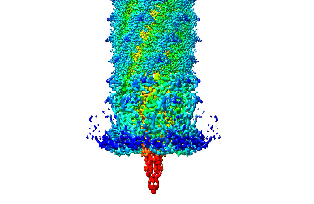 A three-dimensional model of pyocin
